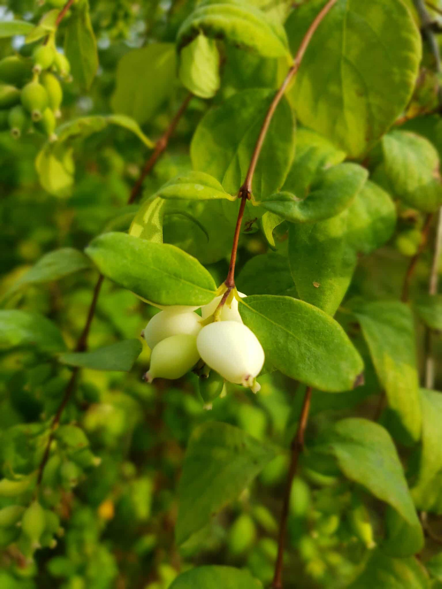 Snowberry1